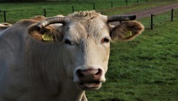 Afbeelding invoegen